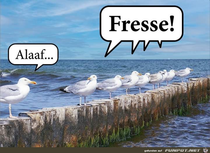 Alaaf Alaaf