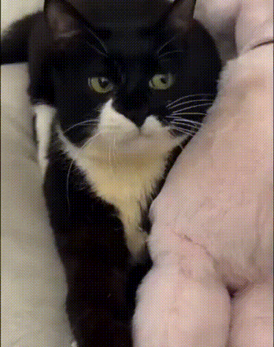 Witzige Katze
