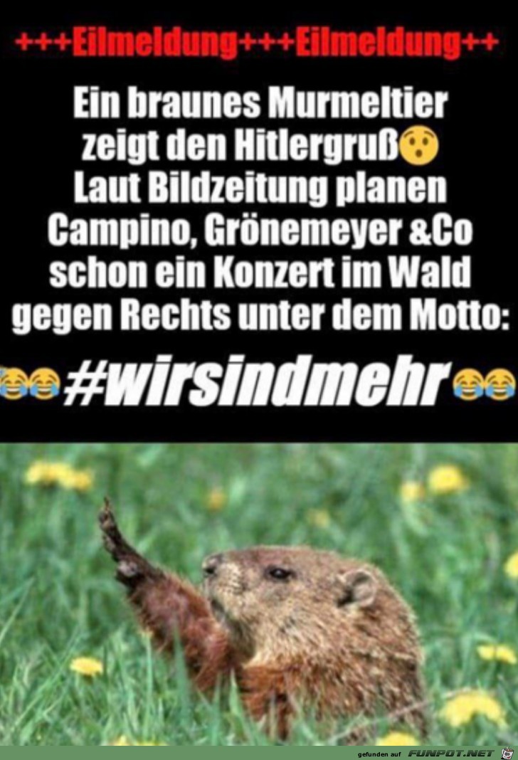 Braunes Murmeltier Braunes Murmeltier