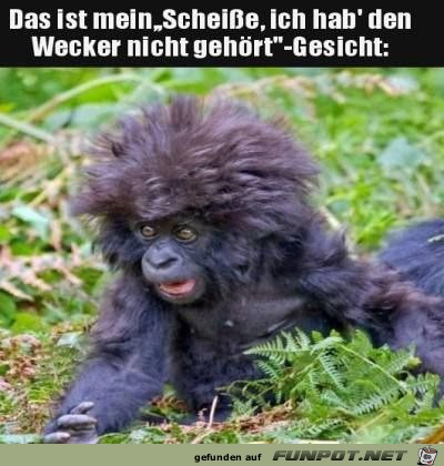 Wecker nicht gehört Wecker nicht gehört
