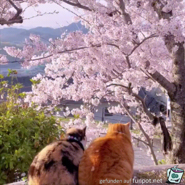Katzen im Frühling Katzen im Frühling