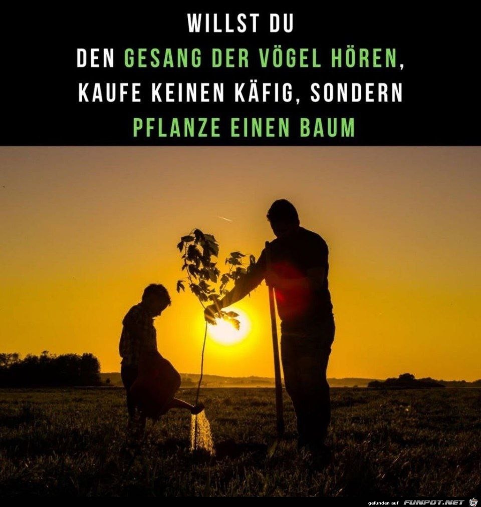 Pflanze einen Baum