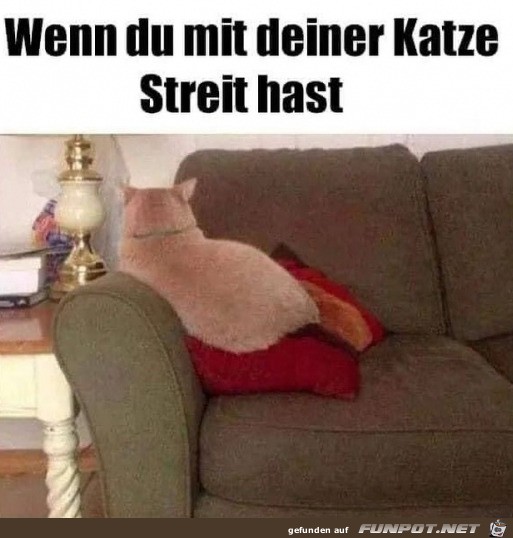 Streit mit der Katze Streit mit der Katze