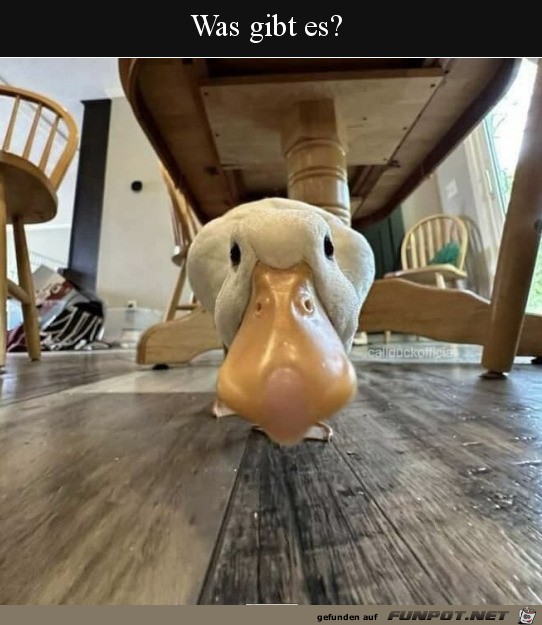 witzige Bilder aus verschiedenen Blogs