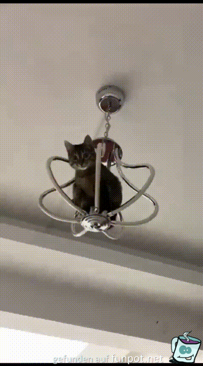 Katze hat eine neue Schaukel entdeckt Katze hat eine neue Schaukel entdeckt