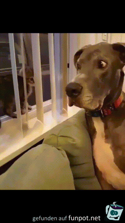 Hund ist misstrauisch Hund ist misstrauisch