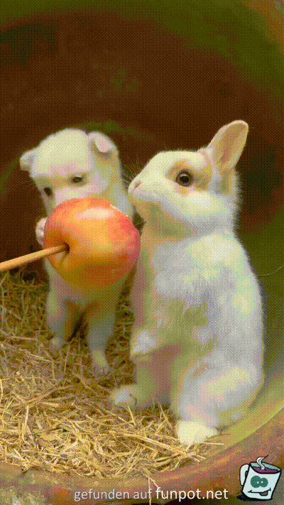Hund und Hase am mümmeln Hund und Hase am mümmeln