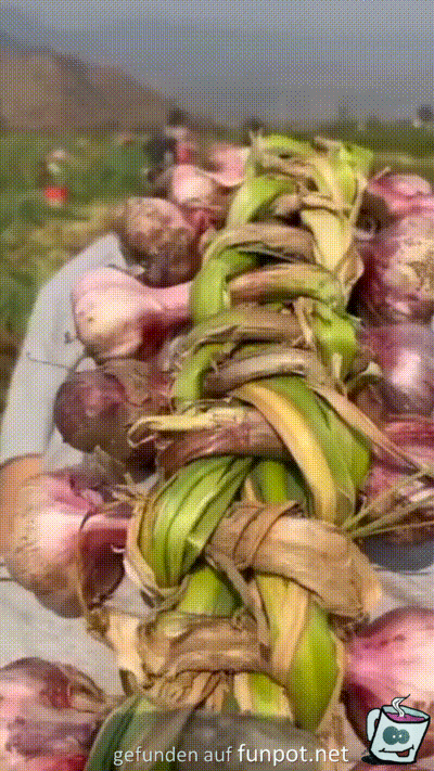 Langer Knoblauchzopf Langer Knoblauchzopf
