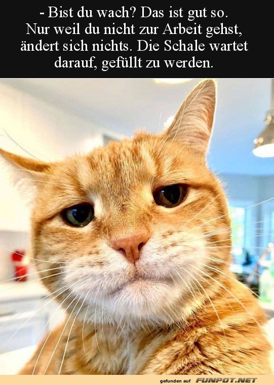 Steh auf Steh auf