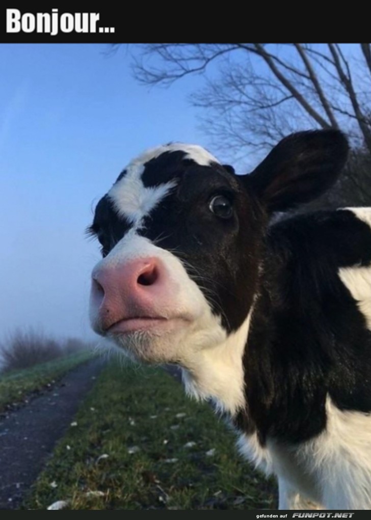 Hallo Hallo