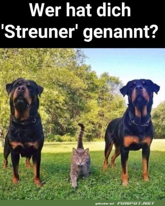 Wer hat Streuner gesagt?