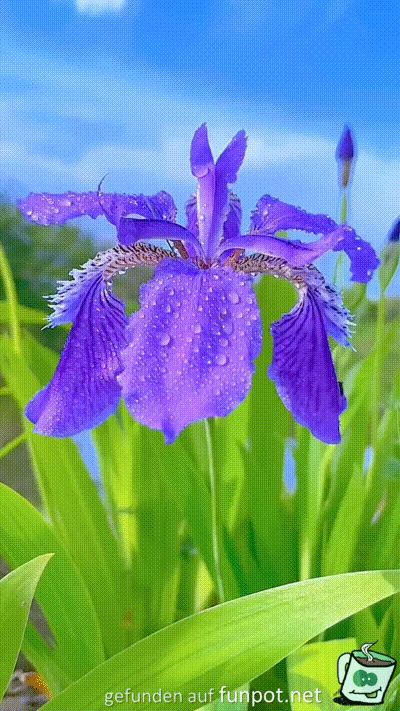 Tolle Blüte Tolle Blüte
