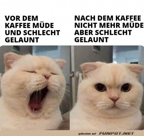 Schlecht gelaunt Schlecht gelaunt