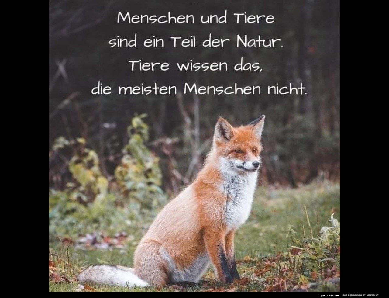 Tiere sind klug