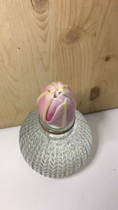 Wunderschöne Blüte Wunderschöne Blüte