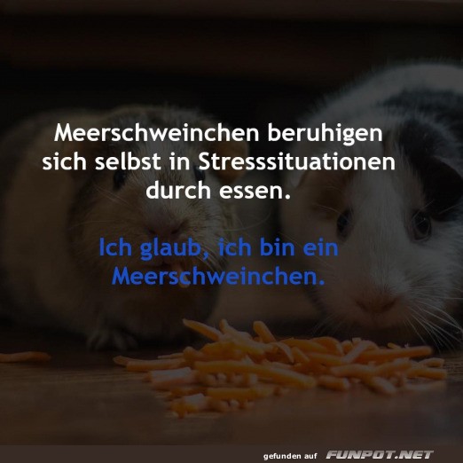 Meerschweinchen