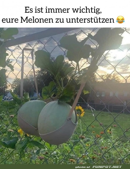 Melonen untersttzen