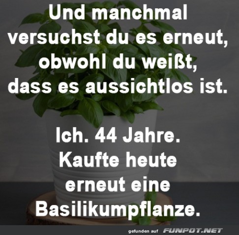 Basilikumpflanze gekauft Basilikumpflanze gekauft