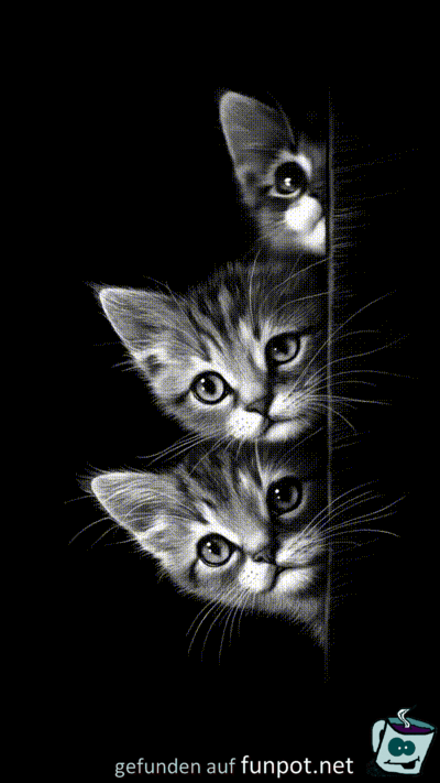 Süße Katzen Süße Katzen
