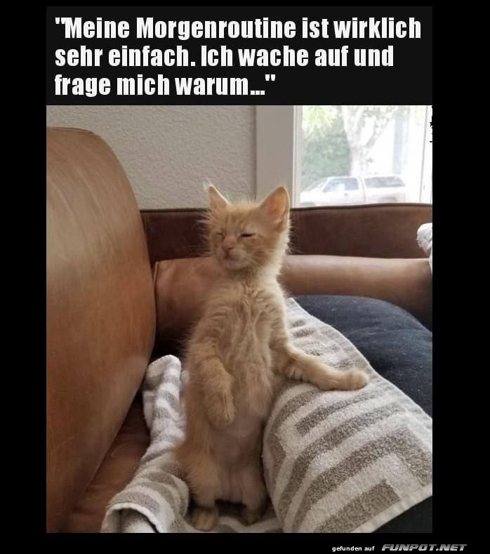 Katze und die einfache Morgenroutine Katze und die einfache Morgenroutine