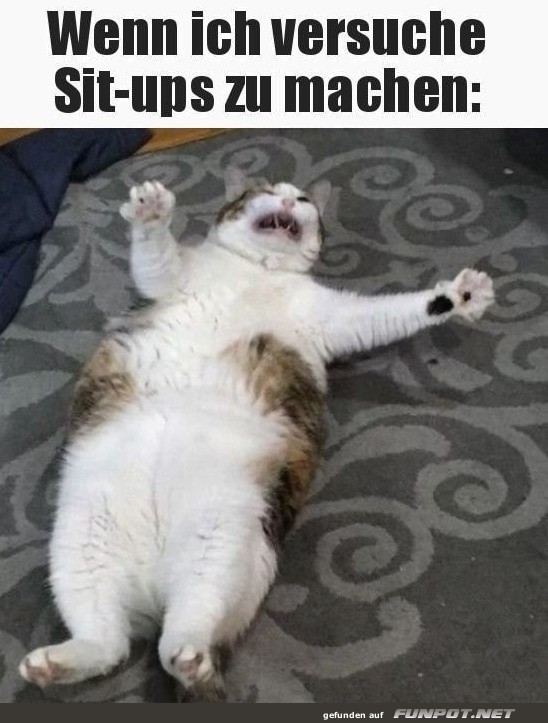 Lustige Katzenübungen Lustige Katzenübungen