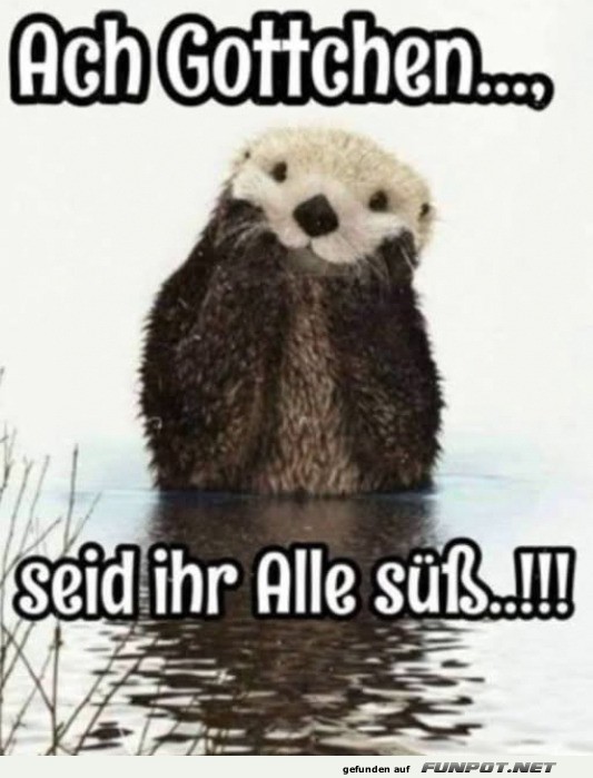 Niedlicher Otter mit sem Text