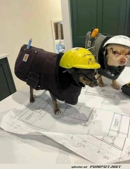 Hunde Bauarbeiter mit Bauplänen Hunde Bauarbeiter mit Bauplänen