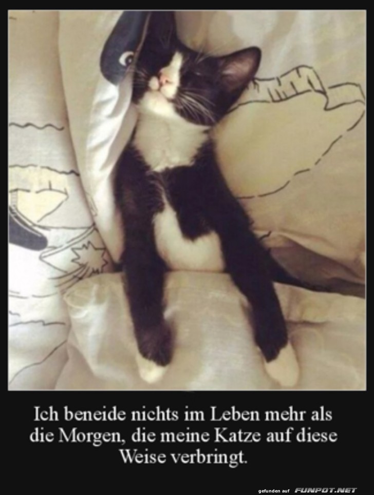 Entspannter Morgen mit einer Katze Entspannter Morgen mit einer Katze