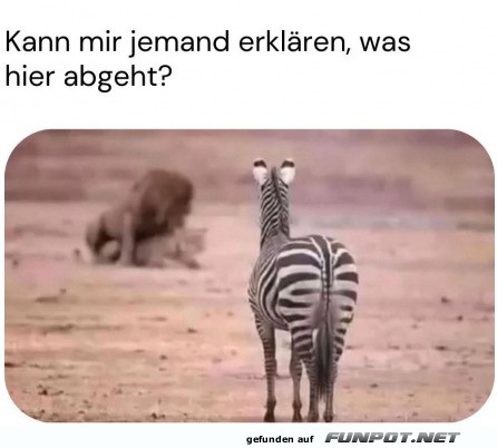 Verwirrtes Zebra schaut zu Lwen