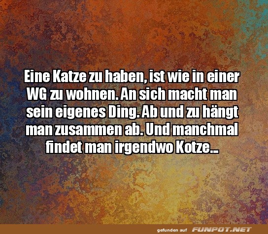 Vergleich zwischen Katze und WG-Leben Vergleich zwischen Katze und WG-Leben