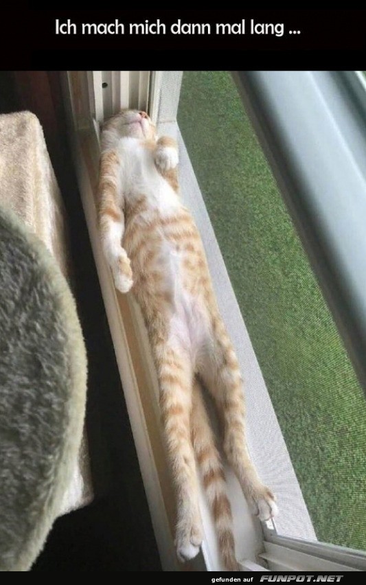 Entspannte Katze im Fenster Entspannte Katze im Fenster