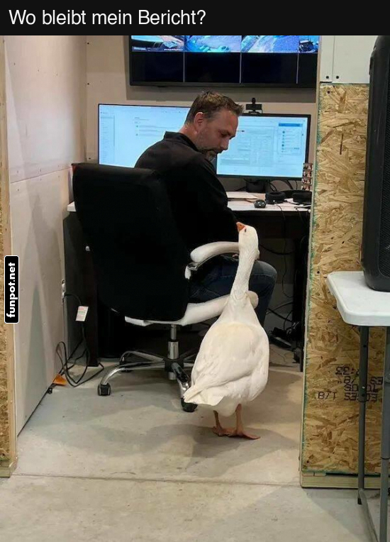 Gans wartet auf den Bericht