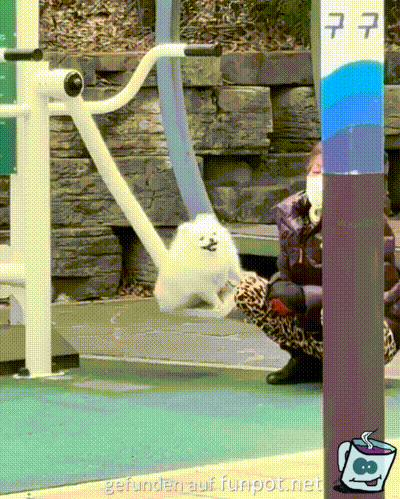 Das macht dem Hund Spaß Das macht dem Hund Spaß