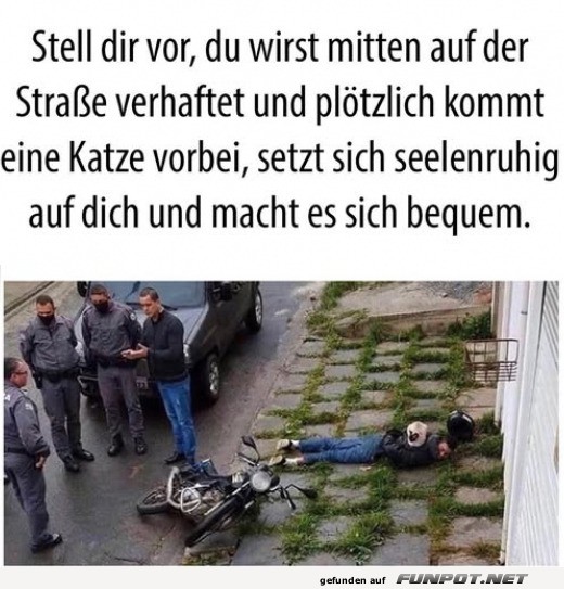 Unerwarteter Katzenbesuch bei Festnahme