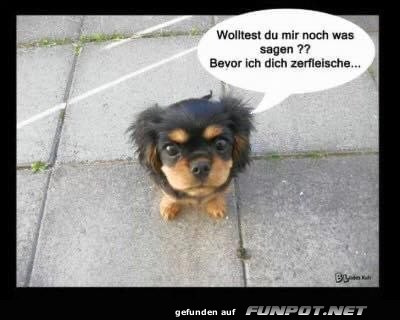 Ser Hund mit frechem Spruch