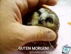 Guten Morgen