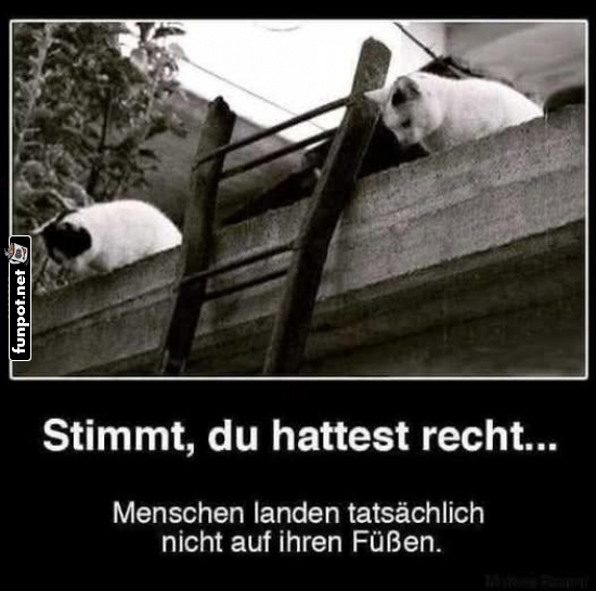 Katzenwitz ber Menschen und Fallen