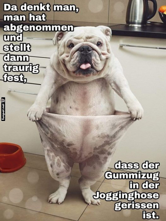 Lustiger Hund in groer Jogginghose