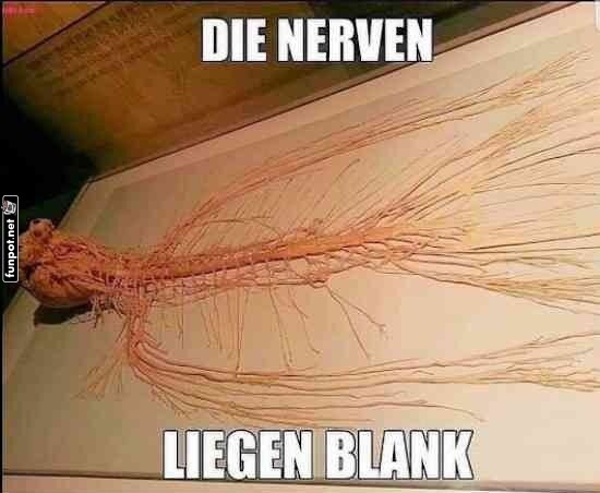 Anatomisches Nervensystem-Display