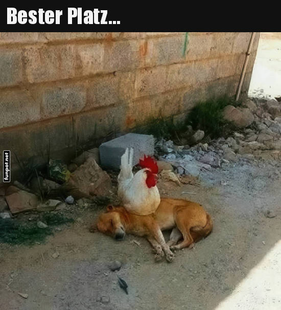 Huhn ruht auf Hund