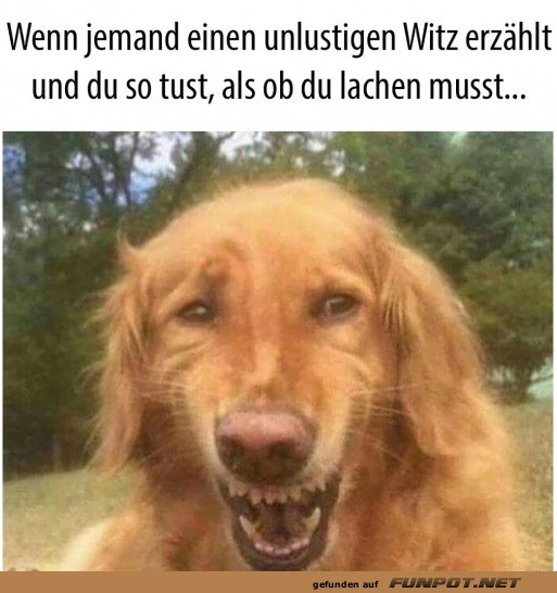 Hund mit gezwungenem Lcheln