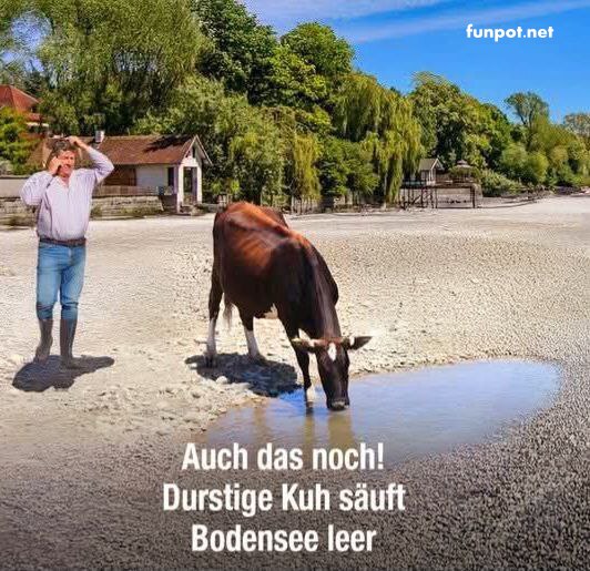 Durstige Kuh schlrft leeren Bodensee