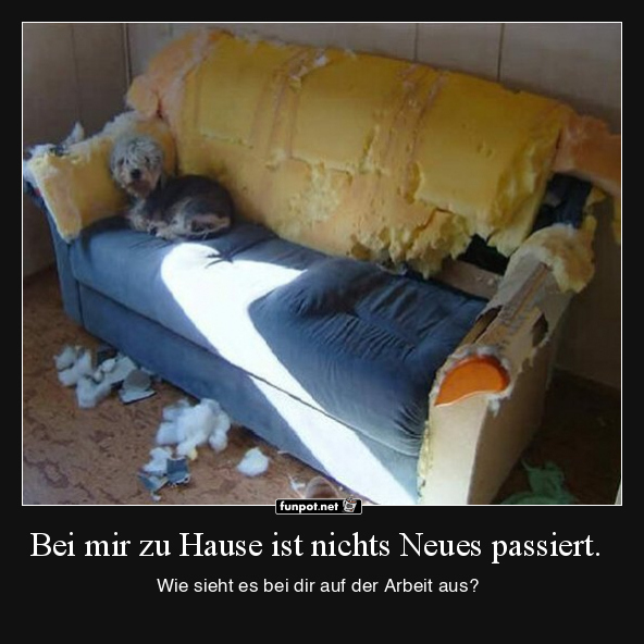 Hund zerstrt Sofa