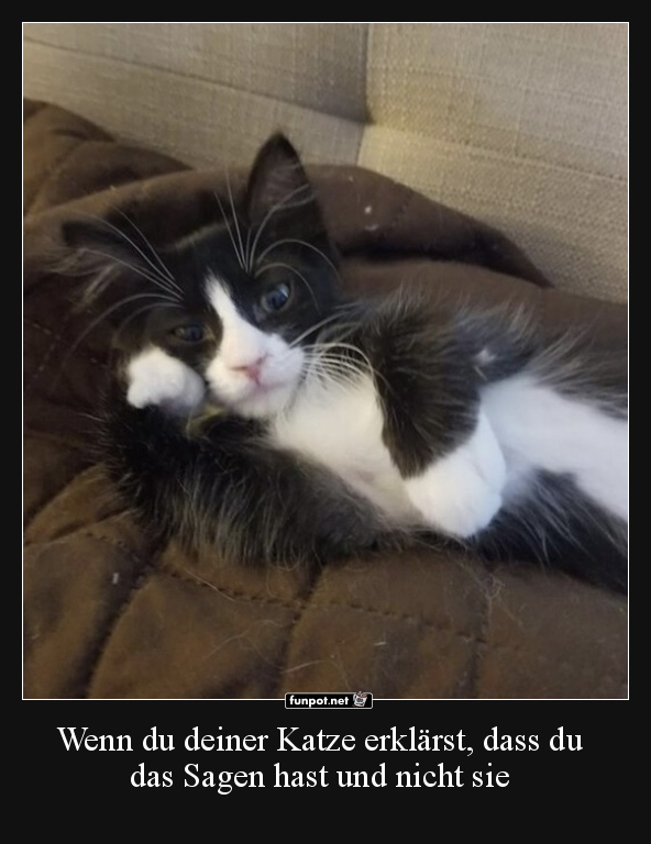 Katze erklrt, wer das Sagen hat