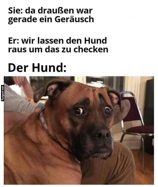 Hund hrt verdchtiges Gerusch