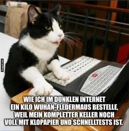 Katze bestellt im Internet