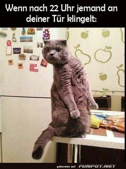 Überraschte Katze nach 22 Uhr Überraschte Katze nach 22 Uhr