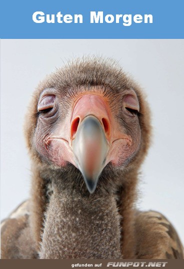 Schlfriger Vogel mit morgendlichem Gru