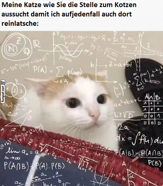 Katze studiert Mathematik zur Pftzenplatzierung