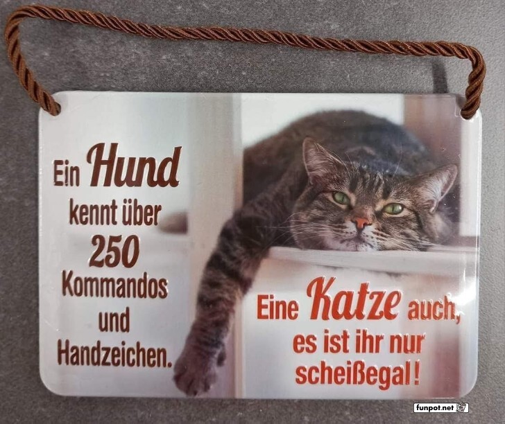 Katze vs. Hund: Befehle und Gleichgltigkeit